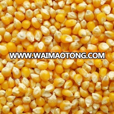 Best quality Non GMO yellow corn maize