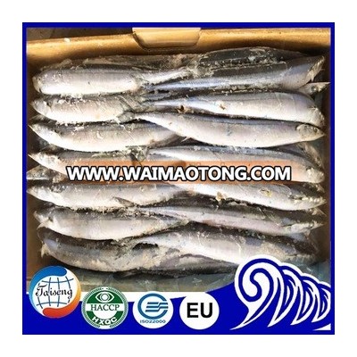 Frozen Pacific Saury Fish