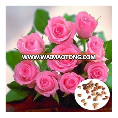 hot sale rose flower seeds