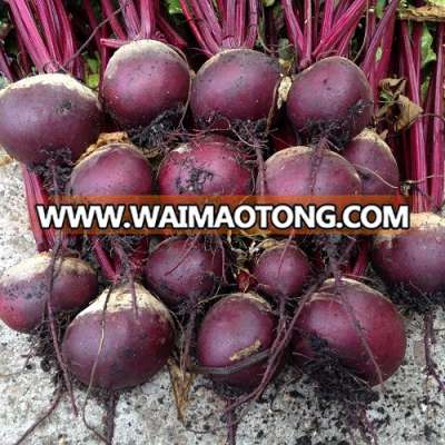 Pure Natural Beetroot Extract Powder