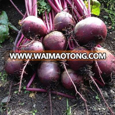 Hot sell beetroot extract organic beetroot powder