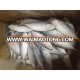 FROZEN INDIAN MACKEREL FISH